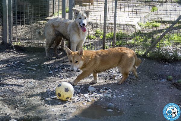 Asia, Astro, Aria: tre fratelli timidi e dolcissimi Foto 7